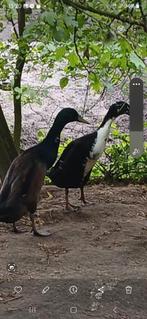 Indische loopeend broedeiren, Dieren en Toebehoren, Pluimvee, Vrouwelijk, Eend