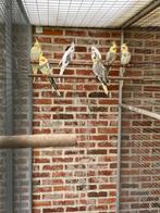 Jonge valkparkieten te koop zeer groot formaat., Dieren en Toebehoren, Meerdere dieren, Parkiet, Geringd
