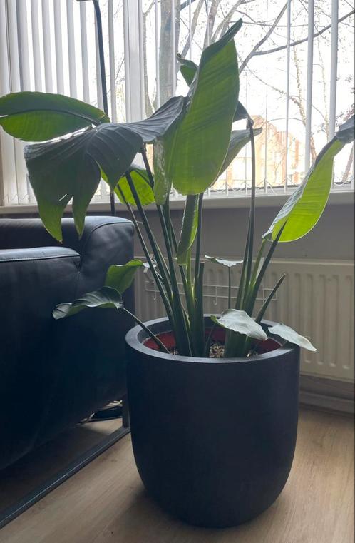 Mooie blikvanger Paradijsvogelplant in grote Capi pot, Huis en Inrichting, Kamerplanten, Overige soorten, Minder dan 100 cm, Ophalen
