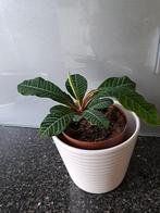 Madagascar Jewel, Ophalen, Overige soorten, Minder dan 100 cm