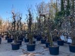 Conference perenbomen oude bomen, Tuin en Terras, Planten | Bomen, Ophalen of Verzenden