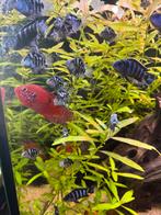 Polar blue parrot, Dieren en Toebehoren, Vissen | Aquariumvissen, Vis