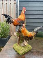 Opgezette vogel taxidermie mancave, Ophalen of Verzenden, Zo goed als nieuw, Vogel, Opgezet dier