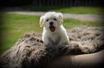 Maltezer pups, Dieren en Toebehoren, België, Maltezer, Rabiës (hondsdolheid), 8 tot 15 weken