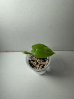 Alocasia gageana albo mint variegata (1), Huis en Inrichting, Kamerplanten, Ophalen of Verzenden, Halfschaduw, Minder dan 100 cm