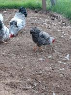 Jonge grijze wyandotte kriel haan, Dieren en Toebehoren, Pluimvee, Mannelijk, Kip