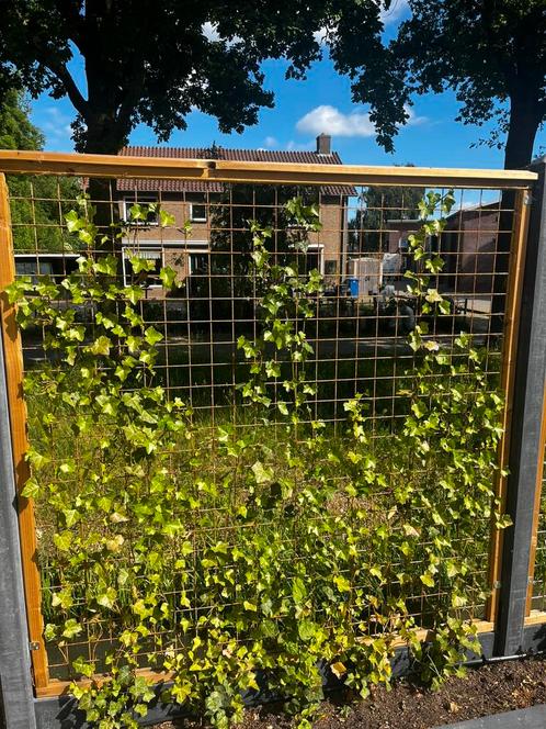 7 Schuttingspanelen inclusief Hedera 180x180cm, Tuin en Terras, Schuttingen, Zo goed als nieuw, Minder dan 3 meter, Ophalen