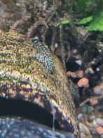 Algeneters. Ancistrus/ L144, Dieren en Toebehoren, Vissen | Aquariumvissen, Vis