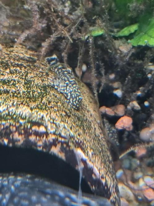 Algeneters. Ancistrus/ L144, Dieren en Toebehoren, Vissen | Aquariumvissen, Vis
