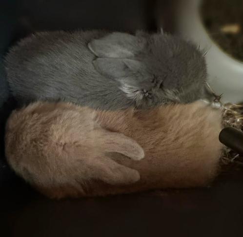 Baby konijntjes MiniLop, Dieren en Toebehoren, Konijnen, Dwerg, Meerdere dieren, 0 tot 2 jaar, Hangoor