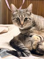 Kat 1 jaar. Half ragdoll, half Europees korthaar., Dieren en Toebehoren, Kater, Ontwormd, 0 tot 2 jaar