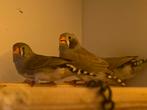 Drie zebravinken van begin juli 2025, Dieren en Toebehoren, Meerdere dieren, Tropenvogel, Geringd