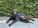 Lieve pups te koop, mogen gelijk mee, Dieren en Toebehoren, Honden | Bulldogs, Pinschers en Molossers, Overige rassen, Meerdere