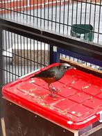 Roodbuik glansspreeuwen, Meerdere dieren, Tropenvogel, Geringd