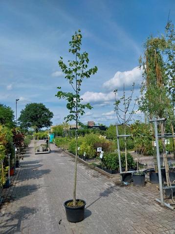 Koningslinde , tilia europea pallida beschikbaar voor biedingen