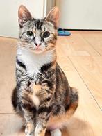 Ik verkoop mijn europese korthaar, Dieren en Toebehoren, Katten en Kittens | Overige Katten, Poes
