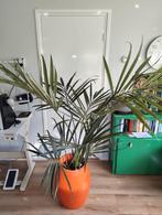 Grote kunstplant, Ophalen, Halfschaduw, 150 tot 200 cm