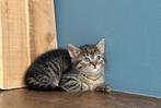 Kittens klaar voor nieuw huisje, Dieren en Toebehoren, Katten en Kittens | Overige Katten, Meerdere dieren, Kortharig, 0 tot 2 jaar