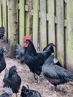 Trio zwarte kippen, Meerdere dieren, Kip