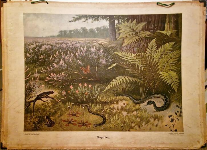 Reptiliën / M.A. Koekkoek, Antiek en Kunst, Antiek | Schoolplaten, Natuur en Biologie, Ophalen
