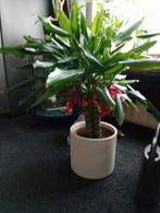 grote planten, Huis en Inrichting, Kamerplanten, Ophalen, Halfschaduw, Minder dan 100 cm