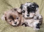 Shih tzu x pomeriaan pups (shiranian) merle en brindle, Overige rassen, 8 tot 15 weken, Meerdere, Meerdere dieren