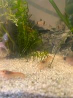 Cpo kreeftjes, Kreeft, Krab of Garnaal