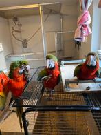 3 jonge harlekijns ara’s, Dieren en Toebehoren, Mannelijk, Papegaai, Tam