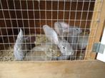 vlaamse reuzen, Dieren en Toebehoren, Konijnen, Meerdere dieren, Groot, 0 tot 2 jaar