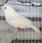Witte man, Dieren en Toebehoren, Vogels | Kanaries, Mannelijk, Kleurkanarie