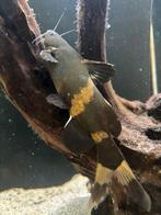 Gratis bumblebee meerval van 15cm, Dieren en Toebehoren, Vissen | Aquariumvissen, Vis, Zoetwatervis