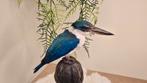 Opgezette vogel, taxidermie, witkraagijsvogel, Ophalen of Verzenden, Nieuw, Vogel, Opgezet dier