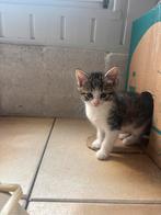 Kittens! Nog 2 zusjes beschikbaar, Dieren en Toebehoren, Katten en Kittens | Overige Katten, Poes