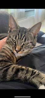 Rustig huisje gezocht voor deze lieverd, Dieren en Toebehoren, Katten en Kittens | Overige Katten, Poes, Kortharig, 0 tot 2 jaar