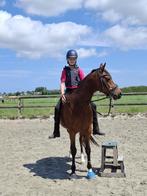 Verzorgpony gezocht!, Dieren en Toebehoren, Ophalen of Verzenden