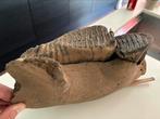 Mamoet tand en kaak, Verzamelen, Mineralen en Fossielen, Ophalen, Fossiel