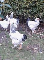 Colombiaanse brahma haan 23 weken, Dieren en Toebehoren, Pluimvee, Mannelijk, Kip