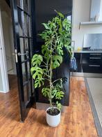 Large monstera mini tetrasperma, Huis en Inrichting, Kamerplanten, Ophalen, 100 tot 150 cm, Halfschaduw, Groene kamerplant