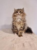 Longhair British Kittens, Dieren en Toebehoren, Poes, Ontwormd, 0 tot 2 jaar