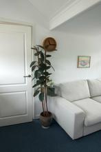 Ficus Elastica, Ophalen, Ficus, Halfschaduw, 150 tot 200 cm
