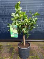 Citrus Hystrix-Kaffirlimoen/Djeroek Poeroet/Djeruk Purut H78, Ophalen, Minder dan 100 cm, Volle zon, Citroenboom