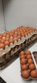 Heerlijke dagverse bruine scharreleieren., Ophalen