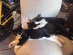 Vier lieve kittens te koop, Meerdere dieren, 0 tot 2 jaar