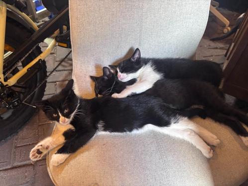 Vier lieve kittens te koop, Dieren en Toebehoren, Katten en Kittens | Raskatten | Korthaar, Meerdere dieren, 0 tot 2 jaar