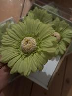 Nieuwe servetringen bloem, Ophalen, Voorjaar, Zaad
