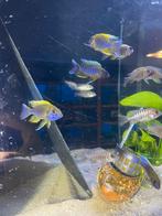 Aulonocara Lwanda ( eigen foto’s malawi cichlide ), Dieren en Toebehoren, Vissen | Aquariumvissen, Vis
