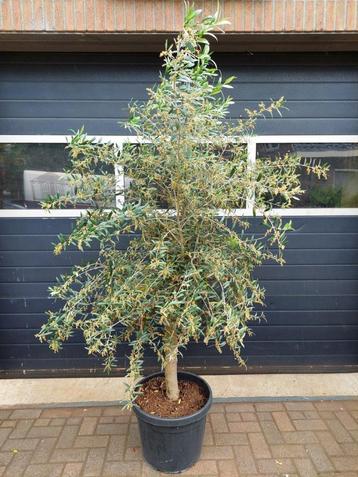 XL Olea Europaea - Olijfboom (stevige stam) H: 200 cm. beschikbaar voor biedingen