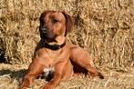 Rhodesian ridgeback puppy’s, Overige rassen, 8 tot 15 weken, Teef, Meerdere