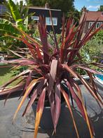 Cordyline Superstar purple meerkoppig, Ophalen, Zomer, Volle zon