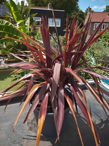 Cordyline Superstar purple meerkoppig beschikbaar voor biedingen